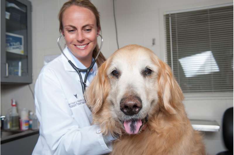 A common enemy: Through clinical trials, veterinarian fights cancer in animals, humans
