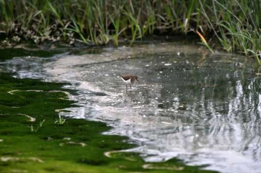 A common sandpiper searches for food in polluted water at the Hua Chiang wetlands in Taipei