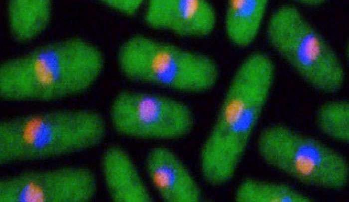 A compound that stops cells from making protein factories could lead to new antifungal drugs