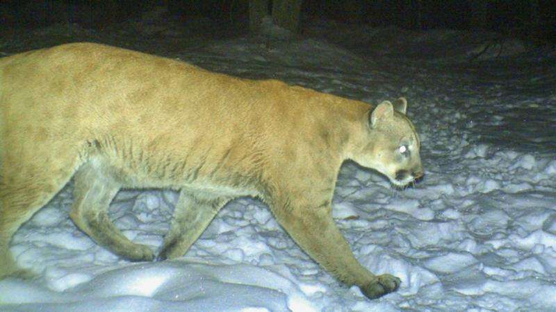 A cougar’s epic journey east