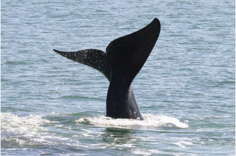 Acoustic buoy now detecting rare &amp; endangered whales in New York Bight