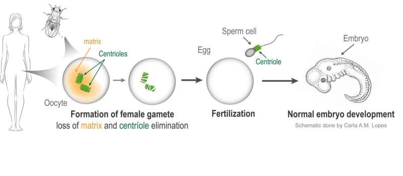 A critical inheritance from dad ensures healthy embryos