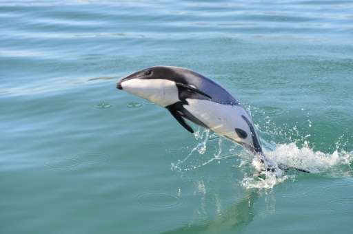 A critically-endangered Maui's dolphin swims off the west coast of New Zealand's North Island