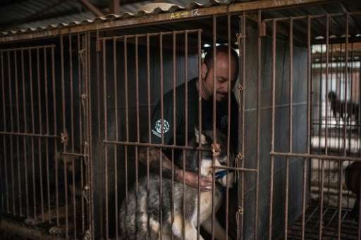 Adam Parascondola of Humane Society International comforts a dog during an operation to shut down a dog meat farm in Wonju