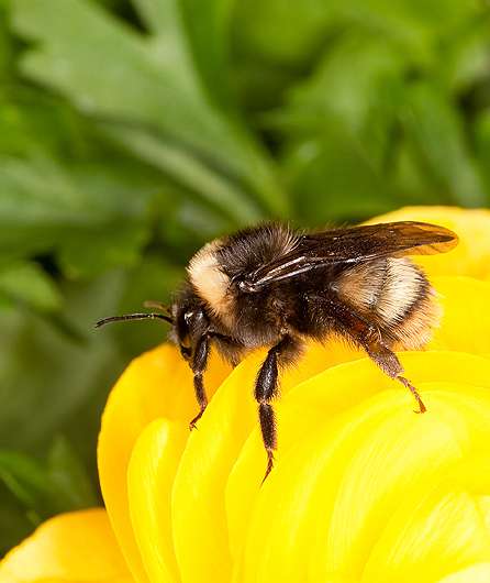 A Database Just for Bumble Bees