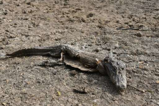 A dead caiman is seen in General Diaz, Paraguay on June 24, 2016