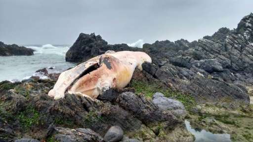 A dead whale on the seashore of the Coquimbo region