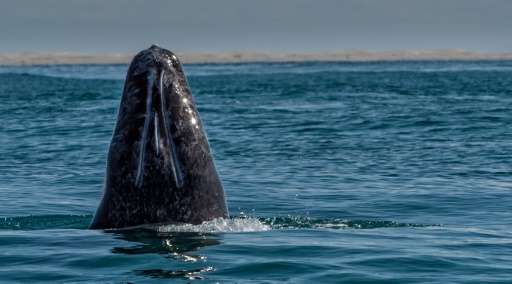 A deal between scientists and Sakhalin oil drillers has allowed the gray whale to bounce back, boosting their numbers by about h