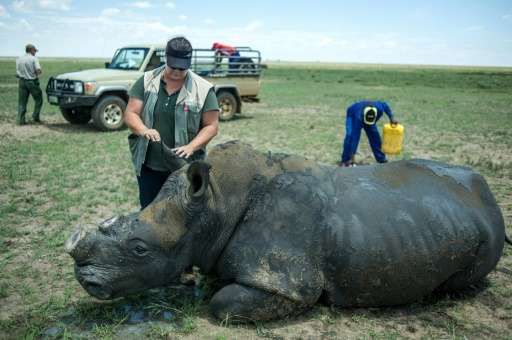A dehorned rhino slowly wakes up from the anaesthetic after his horn was trimmed at John Hume's Rhino Ranch in South Africa's No