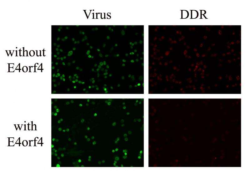 Adenovirus dampens host DNA damage response -- implications for control and cancer therapy