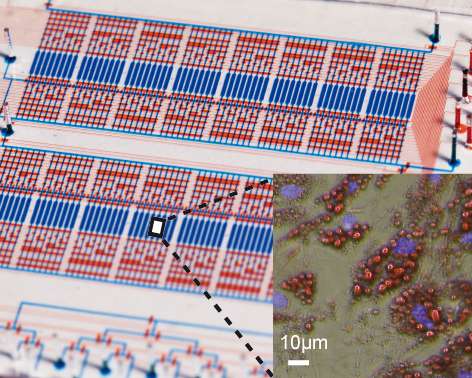 Adipose analysis on microfluidic chips