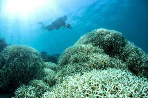 A diver films a reef affected by bleaching off Lizard Island in Australia's Great Barrier Reef