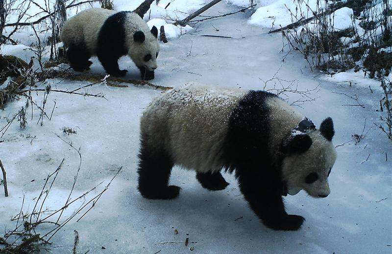 Adolescent female pandas not the demure homebodies once thought