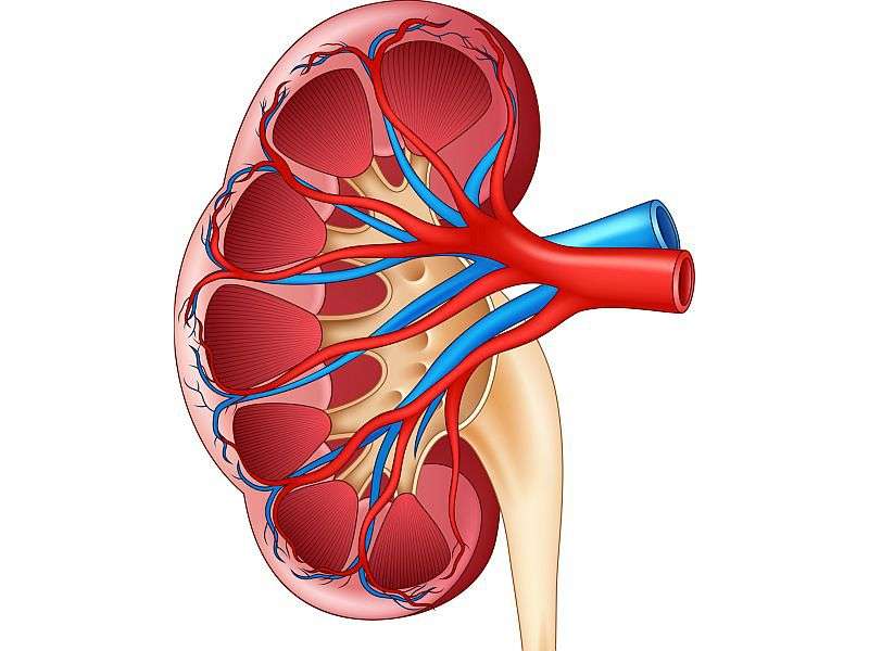 Advanced glycation end products tied to renal function loss