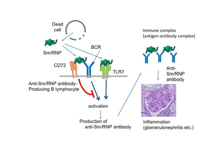Advancing our understanding of how the disease lupus is prevented in healthy individuals
