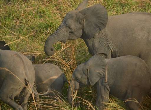 A family of elephants is pictured from a helicopter in the Garamba National Park