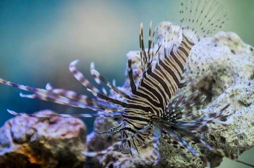 A favorite in aquariums for its flamboyant spines and vibrant orange and red stripes, the lionfish is wreaking havoc on ecosyste