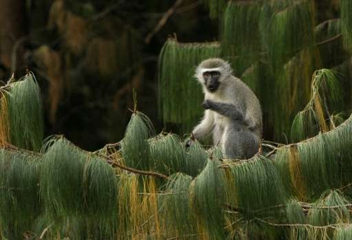 A female vervet monkey eats in South Africa