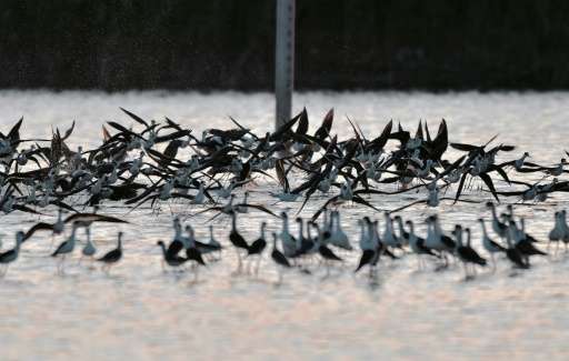 A flock of Black-winged Stilts fly above a wetland at the Guandu Nature Park in Taipei