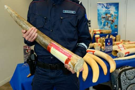 A French customs officer displays an elephant tusk on June 8, 2016 on Ivry-Sur-Seine near Paris during a press conference after 