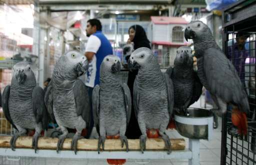 African Grey parrots on sale at a bird market in Kuwait City