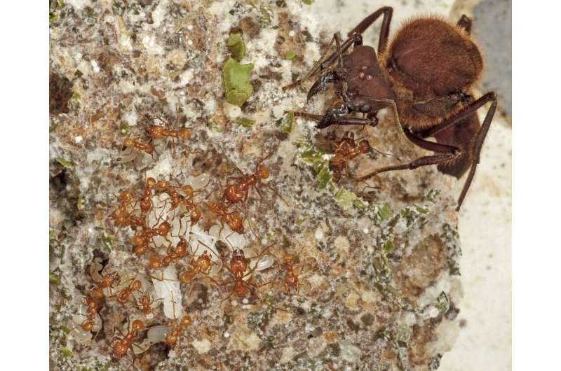 After the age of dinosaurs came the age of ant farmers