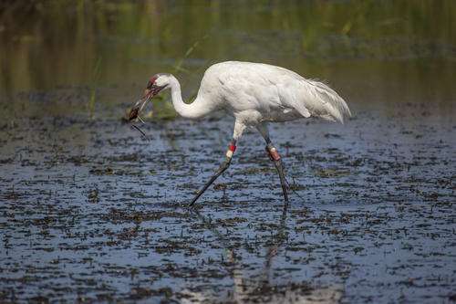 Age before youth: Older cranes lead the way to new migration patterns