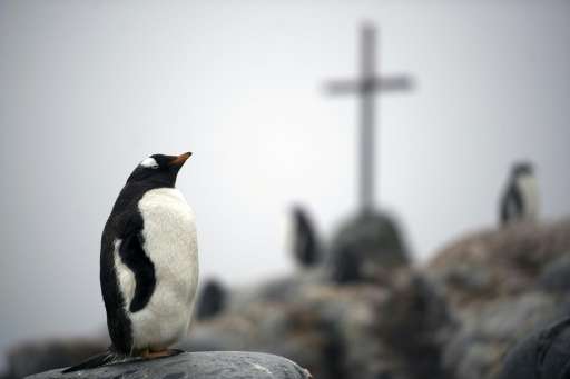 A Gentoo penguin is seen next to a cross that stands as a memorial to three British Antarctic Survey scientists who disappeared 