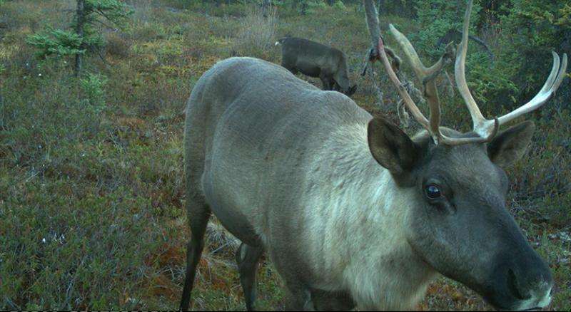 Aggressive protection plan for caribou ranges in northern and central Alberta