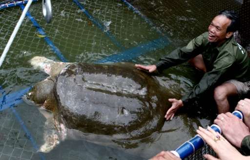A giant soft-shell turtle considered a sacred symbol of Vietnamese independence is guided into a cage for a health check by hand
