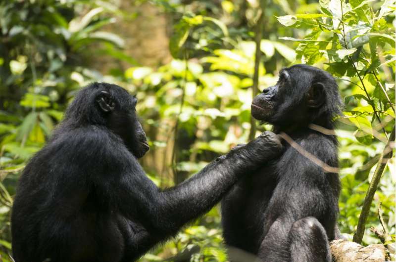 Aging bonobos in the wild could use reading glasses too