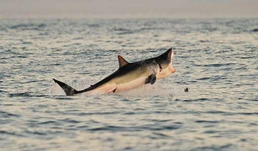 A Great White shark jumps out of the water as it hunts Cape fur seals near False Bay, South Africa, on July 4, 2010