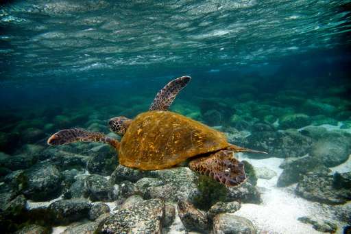 A Green turtle swims near San Cristobal island in the Galapagos Archipelago