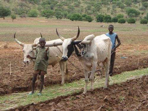 Agricultural expansion in Africa could spark unforeseen climate change