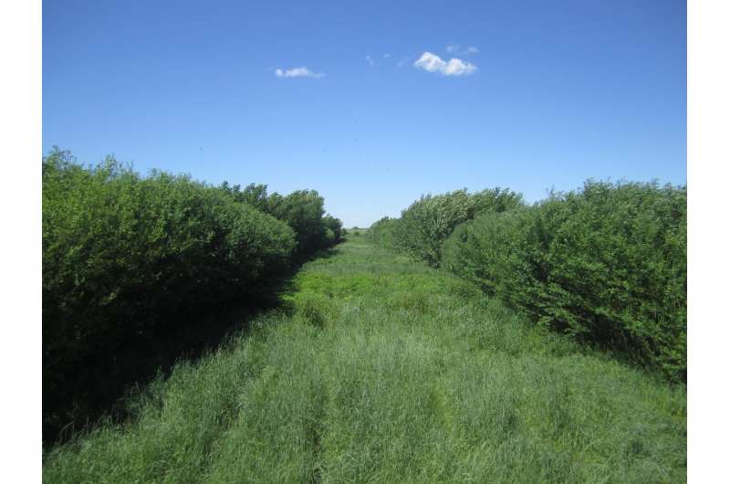 Agroforestry helps farmers branch out
