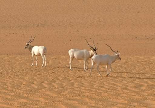 A group of Saharan Addax antelope walk across the sands of the Tin Toumma desert near Diffa, Niger on May 6, 2016
