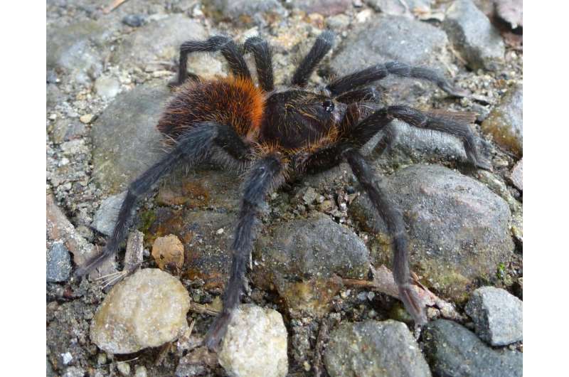 A hair's breadth away: New tarantula species and genus honors Gabriel Garc&amp;iacute;a M&amp;aacute;rquez