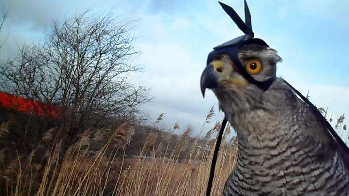 A hawk's-eye view of raptor hunting