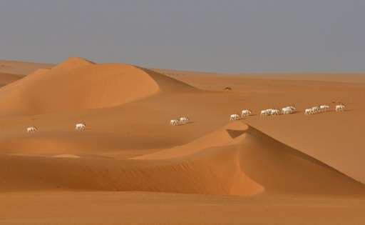 A herd of Saharan Addax antelope seen from afar walking across the sands of the Tin Toumma desert near Diffa, Niger on May 6, 20