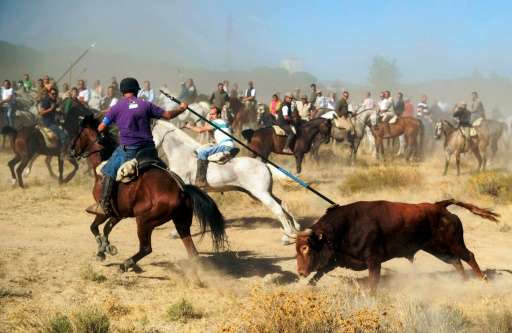 A horseman stabs a bull with a spear during the 'Toro de la Vega' festival in Tordesillas on September 17, 2013