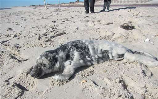 Ailing gray seal pup has been rescued off New York beach
