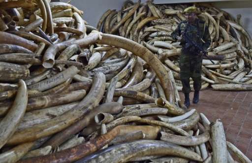A Kenya Wildlife Services ranger walks through a secure ivory stock room in Nairobi on March 21, 2016