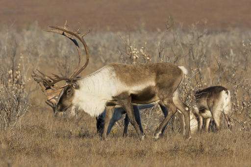 Alaska biologists research mystery of declining caribou herd