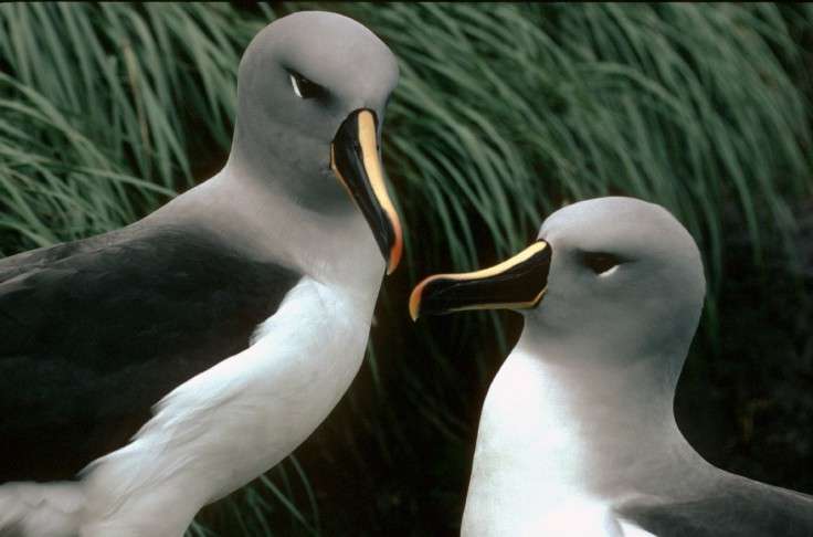 Albatrosses forage in different areas when on migration