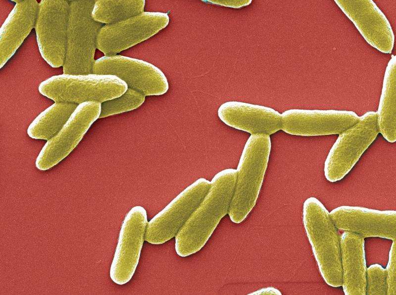 A lead to overcome resistance to antibiotics