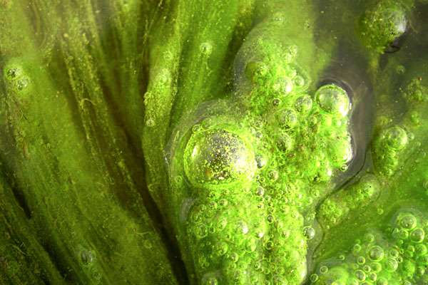 Algae building blooms