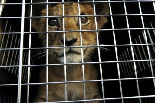 A lion cub pictured in a cage at an undisclosed location in Lebanon before he was rescued by the NGO &quot;Animals Lebanon&quot;