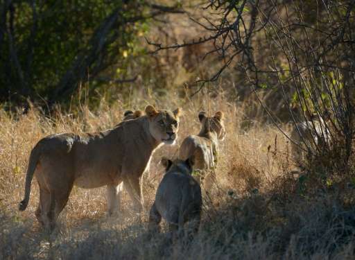 A lioness and her cubs are seen at the Selenkay Reserve in Kenya, not far from Mount Kilimanjaro in neighbouring Tanzania