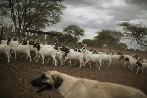 A livestock guarding Anatolian sheperd dogs looks after goats and sheep on a farm on the outskirts of Otjiwarongo, Namibia, to p