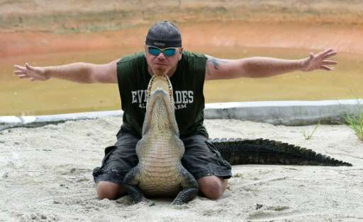 Alligator handler Travis Slater performs a stunt with an American Alligator during a show at Everglades Alligator Farm in Homest